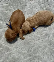 Black F1, a male Cockapoo for sale in Tampa, FL – 3 of 4