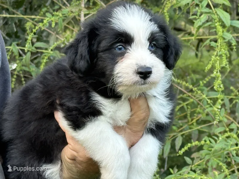 Tania Blue eyes – Miniature Aussiedoodle puppy for sale in Ruskin, FL