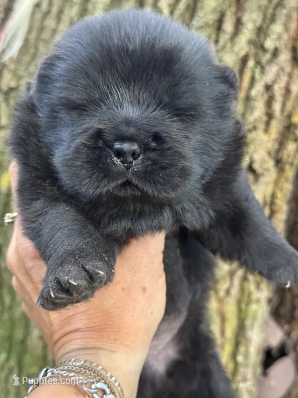 Onyx – Chow Chow puppy for sale in Ruskin, FL