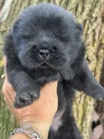 Onyx, a male Chow Chow for sale in Ruskin, FL – 3 of 7