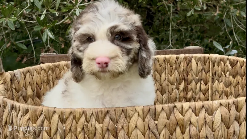 Truffle. chocolate Merle parti – Cockapoo puppy for sale in Ruskin, FL