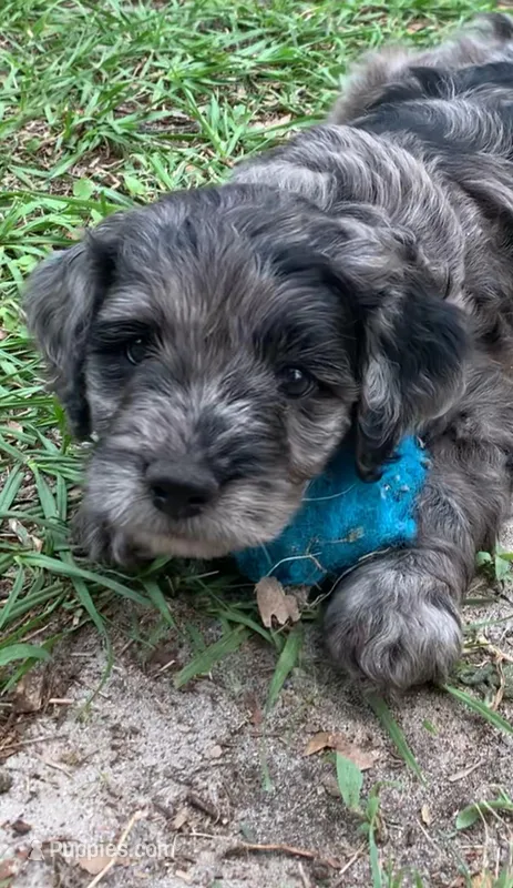 Purple – Cockapoo puppy for sale in Tampa, FL