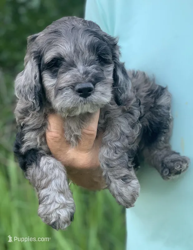 Purple – Cockapoo puppy for sale in Tampa, FL