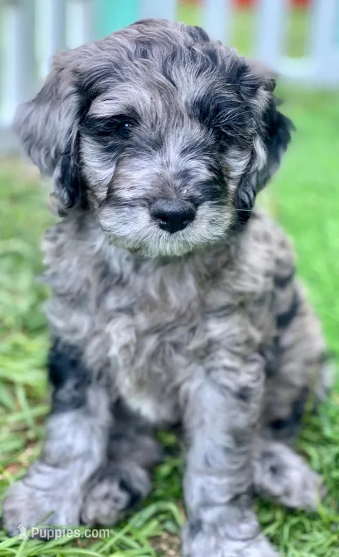 Purple – Cockapoo puppy for sale in Tampa, FL