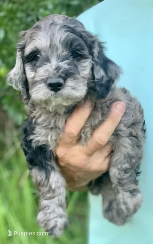 Purple – Cockapoo puppy for sale in Tampa, FL