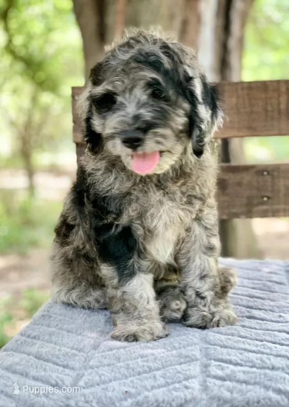 Purple – Cockapoo puppy for sale in Tampa, FL