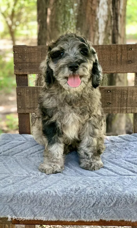 Purple – Cockapoo puppy for sale in Tampa, FL