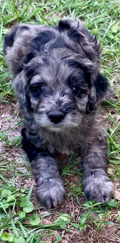 Purple – Cockapoo puppy for sale in Tampa, FL