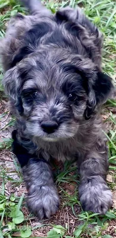 Purple – Cockapoo puppy for sale in Tampa, FL