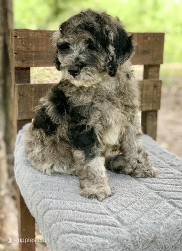 Purple – Cockapoo puppy for sale in Tampa, FL