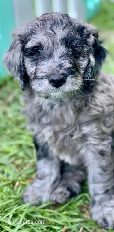 Purple – Cockapoo puppy for sale in Tampa, FL