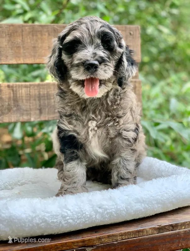 Purple – Cockapoo puppy for sale in Tampa, FL