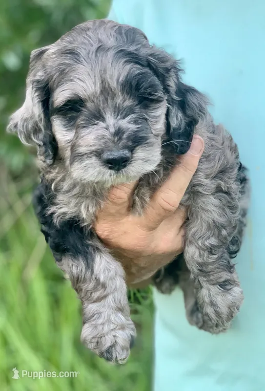 Purple – Cockapoo puppy for sale in Tampa, FL
