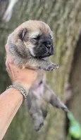 Kuma, a male Chow Chow for sale in Ruskin, FL – 7 of 8