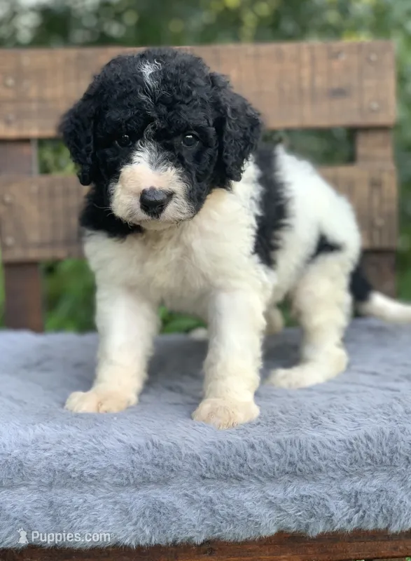 Betsy parents health tested – Bernedoodle puppy for sale in Tampa, FL