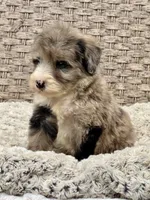 Medium size. Health tested parents, a male Bernedoodle for sale in Tampa, FL – 3 of 4