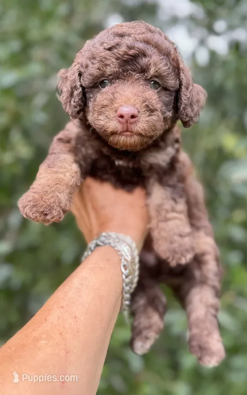 Teddy the Chowdoodle – Chow Chow puppy for sale in Tampa, FL