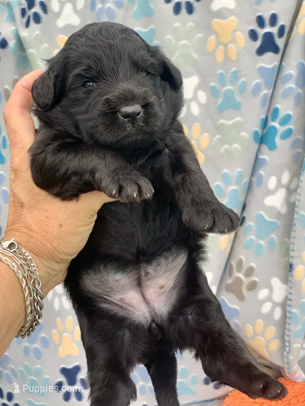 Luna standard Chowdoodle. Health tested parents – Chow Chow puppy for sale in Tampa, FL