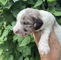 Hazel. “ regular size” chocolate Merle, a female Cockapoo for sale in Sun City Center, FL – 3 of 10