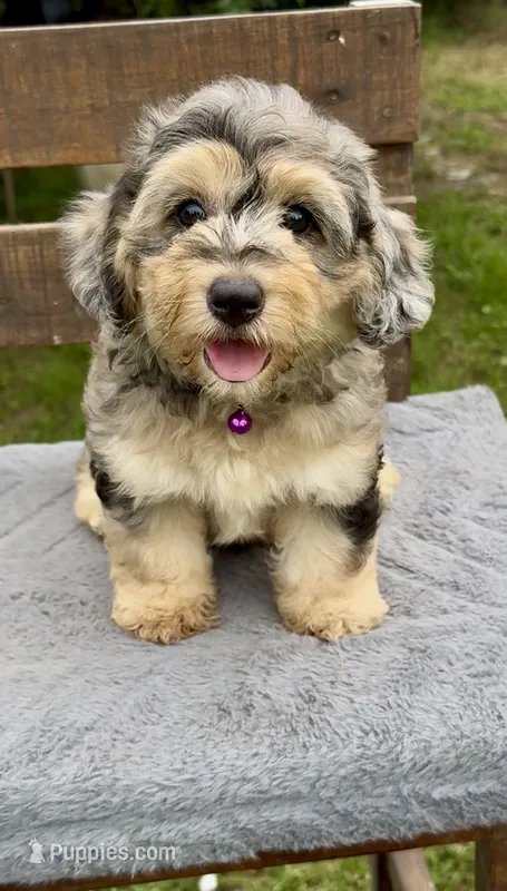 Ruby F1b – Miniature Aussiedoodle puppy for sale in Ruskin, FL