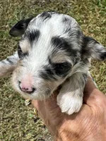 Misty, a female Poodle - Toy  and Morkie for sale in Sun City Center, FL – 7 of 10