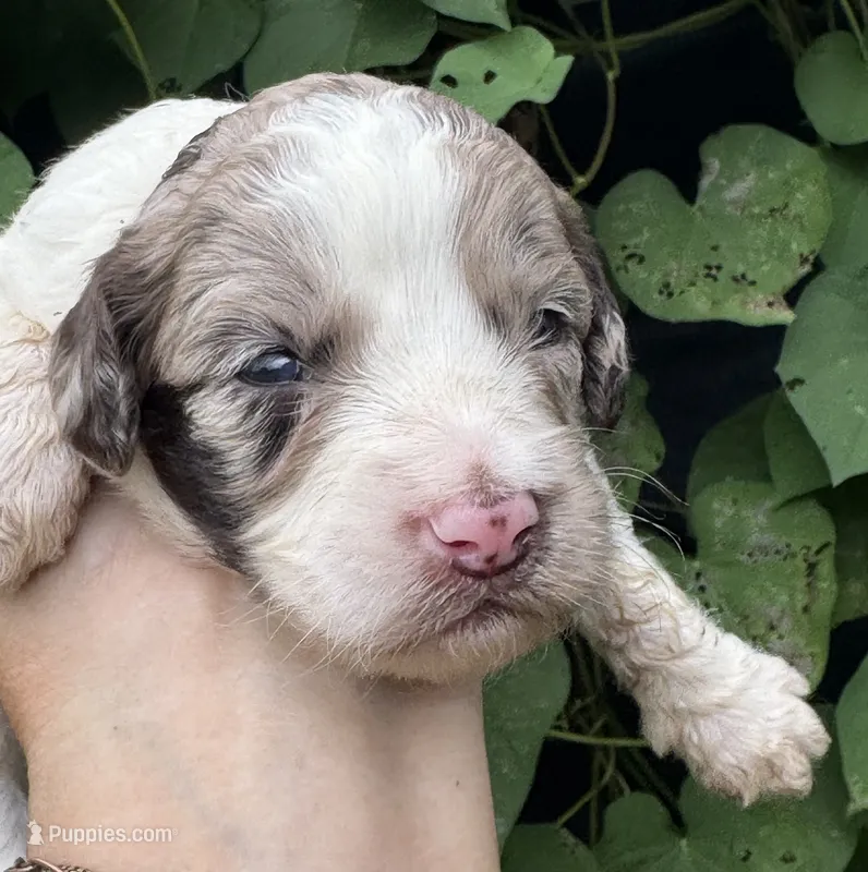 Hazel. “ regular size” chocolate Merle – Cockapoo puppy for sale in Tampa, FL