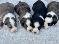 Willie, a female Miniature Aussiedoodle for sale in Ruskin, FL – 4 of 5