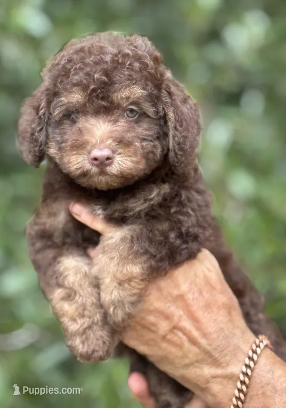 Teddy the Chowdoodle – Chow Chow puppy for sale in Tampa, FL