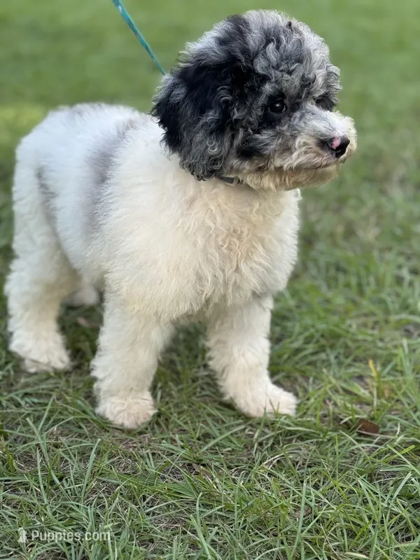 Sapphire  – Cockapoo puppy for sale in Ruskin, FL