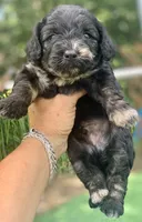 Marble, a male Chow Chow for sale in Tampa, FL – 4 of 4