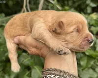 Scout, mini Chowdoodle from DoDo parents, a male Chow Chow and Poodle - Miniature  for sale in Tampa, FL – 4 of 8