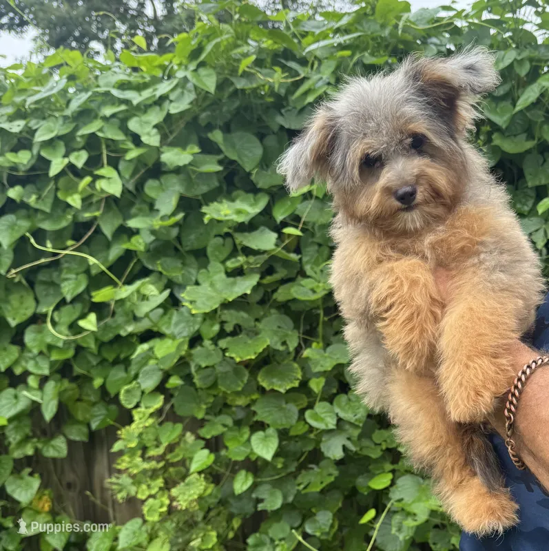 Nova – Miniature Aussiedoodle puppy for sale in Tampa, FL