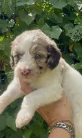 Hazel. “ regular size” chocolate Merle, a female Cockapoo for sale in Ruskin, FL – 2 of 10