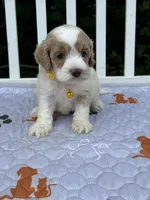 Yellow, a female Cockapoo for sale in Sun City Center, FL – 3 of 9
