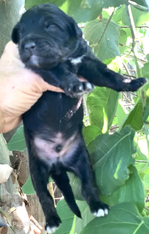 Onyx – Miniature Aussiedoodle puppy for sale in Tampa, FL