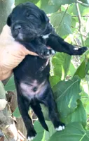 Onyx, a male Miniature Aussiedoodle for sale in Tampa, FL – 1 of 3