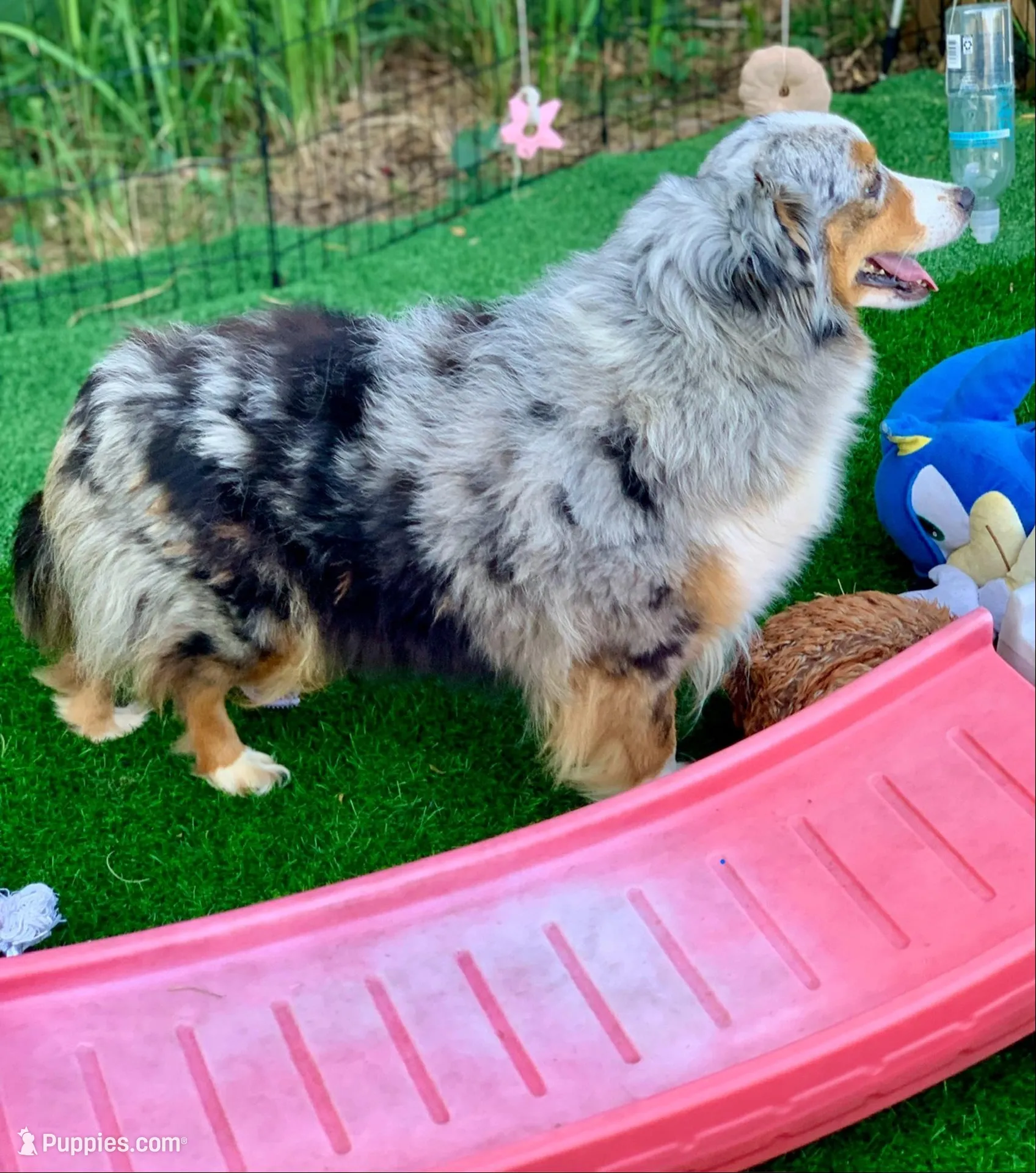 Onyx. Parents health tested, a male Miniature Aussiedoodle for sale in Tampa, FL – 8 of 8
