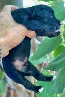 Onyx, a male Miniature Aussiedoodle for sale in Tampa, FL – 3 of 3