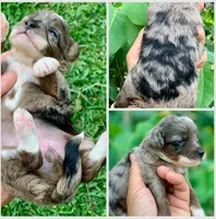 Zara  parents health tested., a female Miniature Aussiedoodle for sale in Tampa, FL – 8 of 10