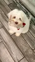Mia mini Chowdoodle , a female Chow Chow and Poodle - Miniature  for sale in Ruskin, FL – 5 of 5