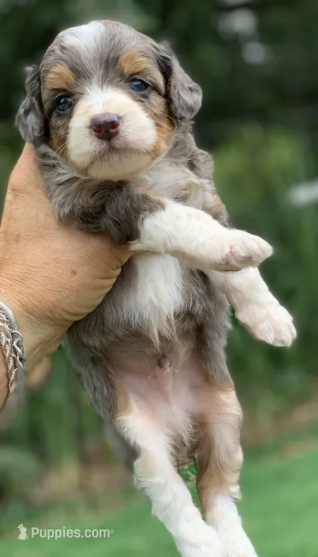 Indigo  – Miniature Aussiedoodle puppy for sale in Tampa, FL