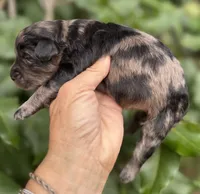 Camo  mini Chowdoodle from DoDo parents , a male Chow Chow and Poodle - Miniature  for sale in Tampa, FL – 3 of 8
