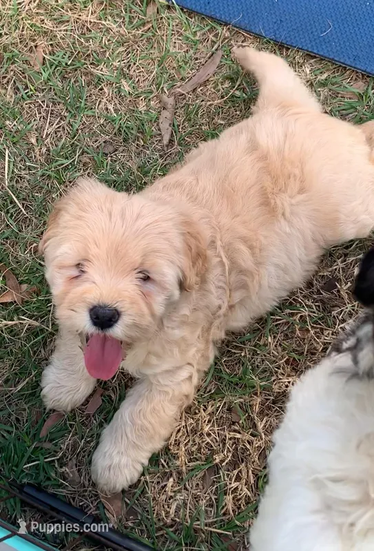 Chowdoodles 20-30lbs