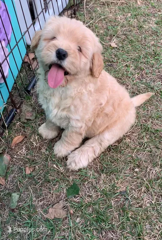 Chowdoodles 20-30lbs