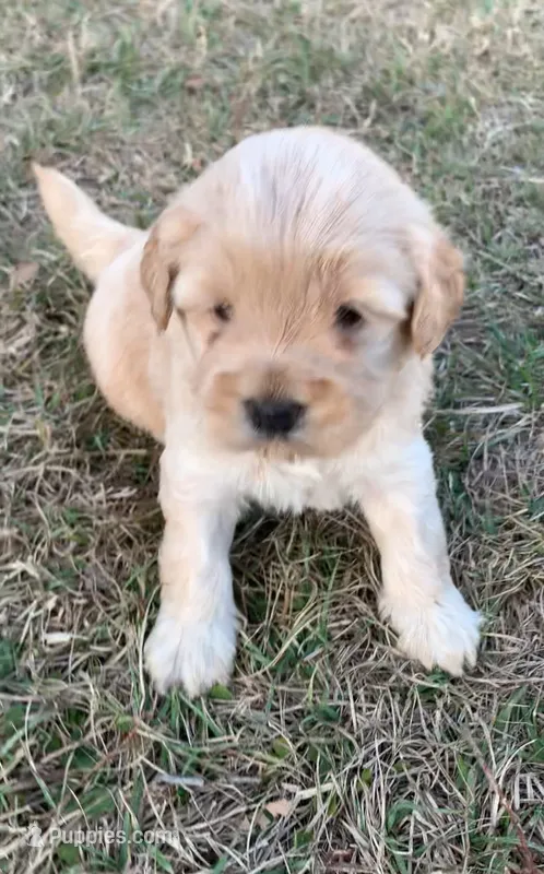 Chowdoodles 20-30lbs