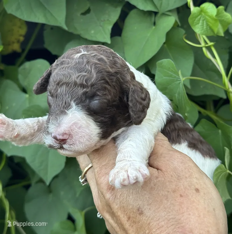 Brownie  “ regular size “ – Cockapoo puppy for sale in Tampa, FL