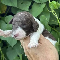 Brownie  “ regular size “, a male Cockapoo for sale in Tampa, FL – 2 of 9