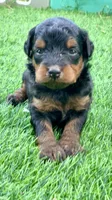 Maple.  Parents health tested , a female Miniature Aussiedoodle for sale in Tampa, FL – 4 of 10