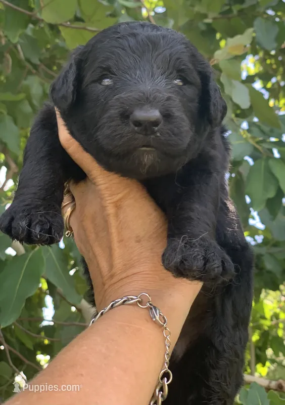 Medium size – Bernedoodle puppy for sale in Tampa, FL