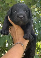 Medium size. Parents health tested., a male Bernedoodle for sale in Tampa, FL – 7 of 10